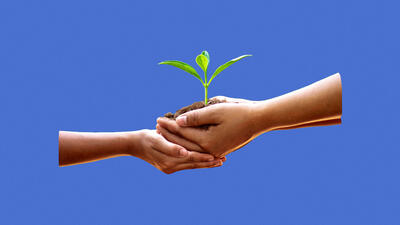 Concept image of nurturing hands holding a small plant